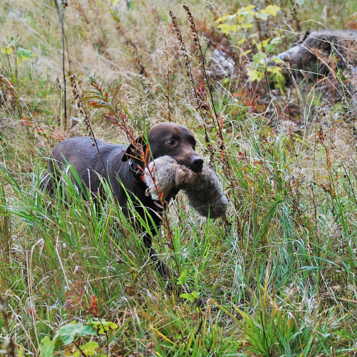 KaninchenFelldummy für Hunde kaufen DOGSPARTNER